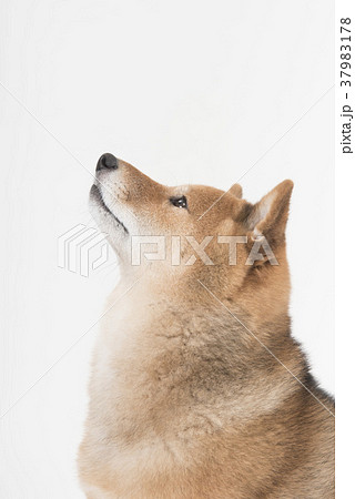 上を見る柴犬の横顔 上を見る柴犬の横顔 37983178