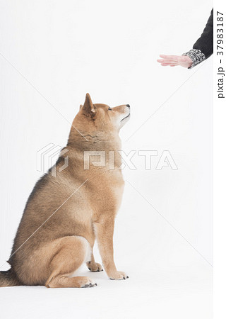 待てをする柴犬の横顔の写真素材