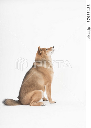おすわりする柴犬の横顔の写真素材 3791