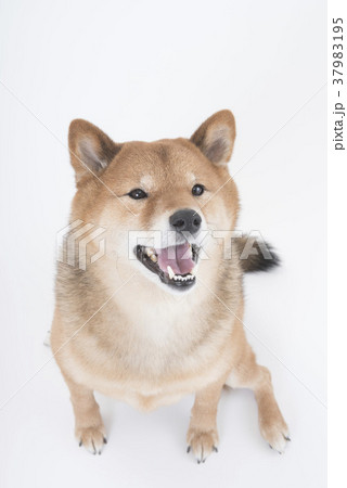 笑顔でおすわりする柴犬、白バック 笑顔でおすわりする柴犬、白バック 37983195