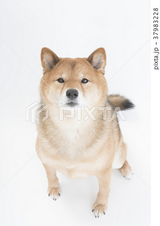 おすわりする柴犬、白バック 37983228