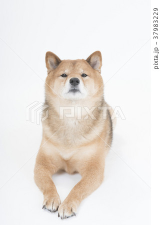 ふせをする柴犬、白バック ふせをする柴犬、白バック 37983229