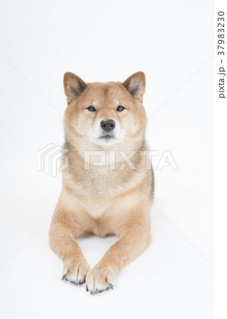 ふせをする柴犬、白バック 37983230