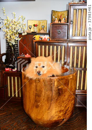 臼の中の犬 37983461