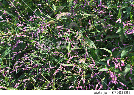 イヌタデ（犬蓼） 37983892