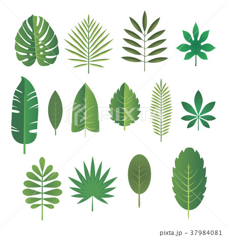 Set of leaves of tropical plants. Vector 37984081