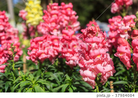 Beautiful pink flower in garden. 37984084
