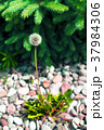 Ripe dandelion with spruce in the background. 37984306
