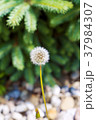 Ripe dandelion with spruce in the background. 37984307