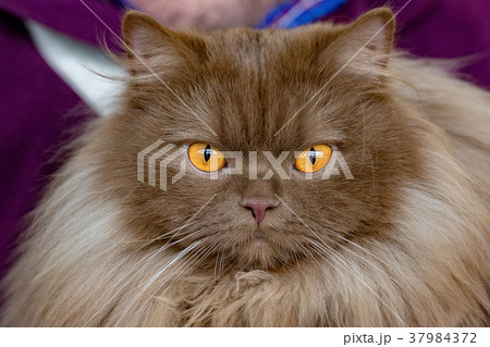 Brown fur orange eyes cat portrait 37984372