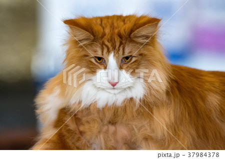 Norvegian forest cat portrait Norvegian forest cat portrait 37984378