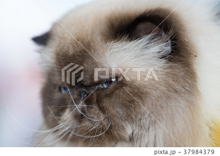 Persian cat portrait Persian cat portrait 37984379