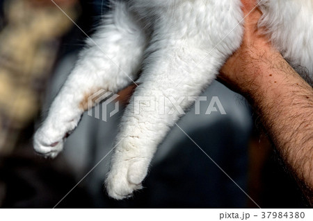 cat paw on human hand 37984380