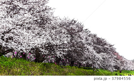 桜 さくら サクラ 37984556