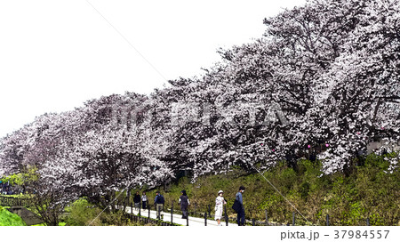 桜 さくら サクラ 37984557