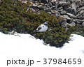 雷鳥 37984659