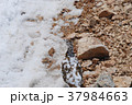 雷鳥 37984663