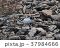 雷鳥 37984666