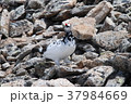 雷鳥 37984669