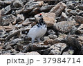 雷鳥 37984714