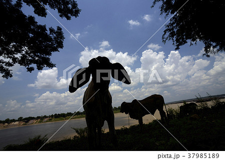 ASIA THAILAND ISAN AMNAT CHAROEN ASIA THAILAND ISAN AMNAT CHAROEN 37985189