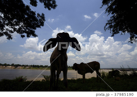 ASIA THAILAND ISAN AMNAT CHAROEN 37985190