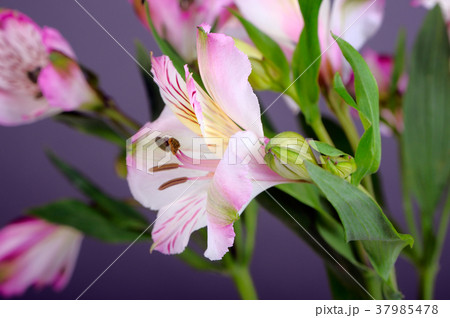 Alstroemeria flowers 37985478