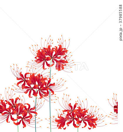 日本的な彼岸花の柄 のイラスト素材