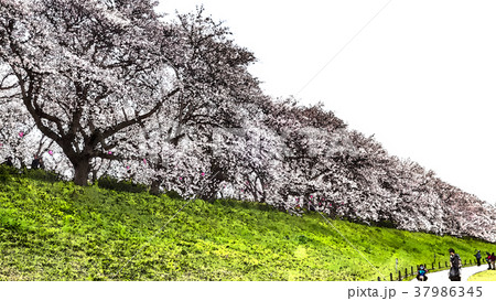 桜 さくら サクラ 37986345