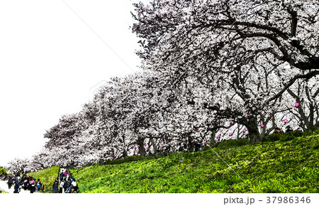 桜 さくら サクラ 37986346
