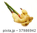 Fresh young ginger rhizome on white background 37986942