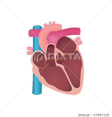 anatomy of the human heart 37987110