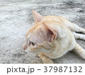 Light brown cat on concrete floor background 37987132