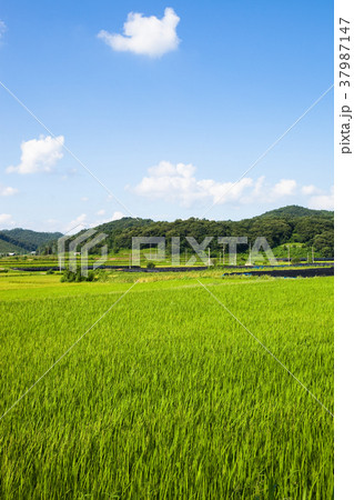 雲 田畑 稲 37987147