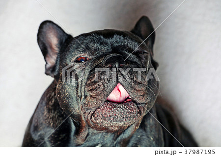 French Bulldog Portrait White Background studio qu French Bulldog Portrait White Background studio qu 37987195