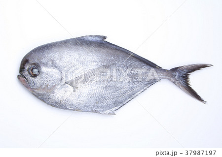 エチオピア 魚 食材 エチオピア 魚 食材 37987197
