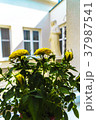 Yellow roses as a thank-you for help in bad times. 37987541