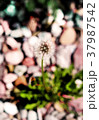 Ripe dandelion with stones in the background. 37987542