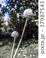 Flowering onion in the garden during the summer 37987543