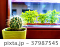 A prickly round cactus looking out the window. 37987545