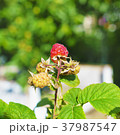 Raspberries on a branch in a garden. 37987547