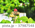 Raspberries on a branch in a garden. 37987548