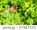 Raspberries on a branch in a garden. 37987555