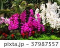 Gorgeous purple and white orchids adorn park. 37987557