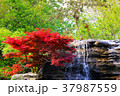 Red tree and rock washed by waterfall. 37987559