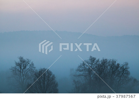 Morning Fog 37987567