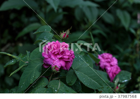 Purple Rose 37987568