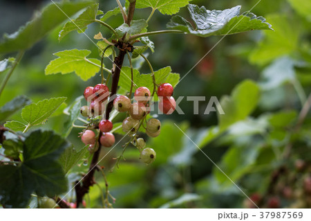 Currant 37987569