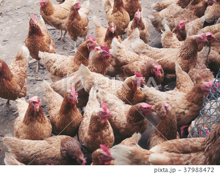 Industrial brown chicken hen farm for egg Industrial brown chicken hen farm for egg 37988472