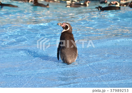 フンボルトペンギン 後ろ姿の写真素材